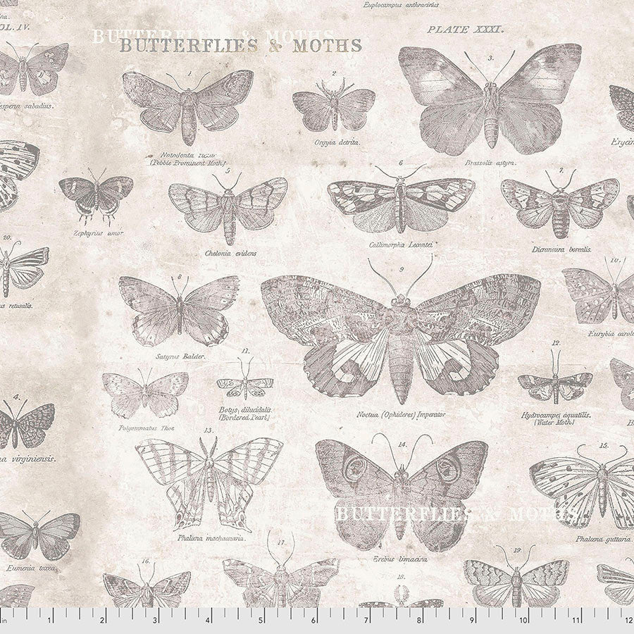 Butterflies - Parchment || Monochrome